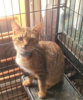Torbie and Domestic Short Hair Cats Available for Adoption - Piper (FSG) | PetCurious