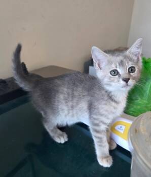 Domestic Short Hair Cats Available for Adoption in Camden, South Carolina - You Deserve Sunshine (available For Pre-adoption) | PetCurious