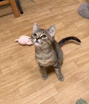 Cassidy -  Domestic Short Hair Cat for Adoption in Hammond, Louisiana - Cassidy | PetCurious