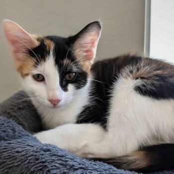 Treble -  Calico Cat for Adoption in San Tan Valley, Arizona - Treble | PetCurious