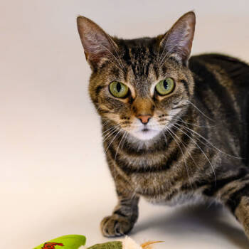 Rescue Domestic Short Hair Cats for Adoption in Houston, Texas - Maggie | PetCurious