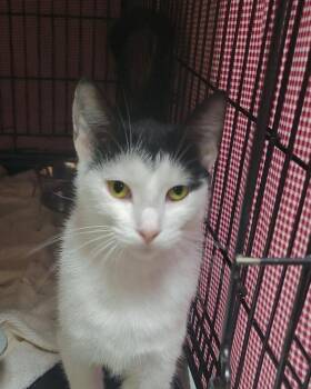 Waterpark -  Domestic Short Hair Cat for Adoption in Plover, Wisconsin - Waterpark | PetCurious