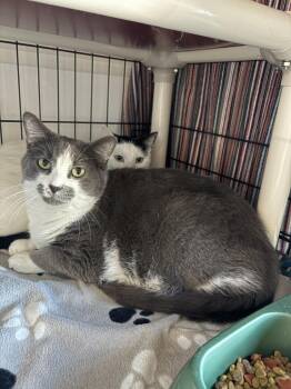 Domestic Short Hair Cats Available for Adoption - Marlin | PetCurious