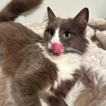 Domestic Long Hair Cats Available for Adoption in Gibsonia, Pennsylvania - Misty Mist | PetCurious