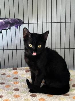 Siyah -  Domestic Short Hair Cat for Adoption in Alafaya, Florida - Siyah | PetCurious