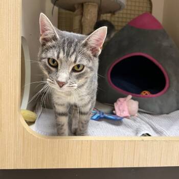 Rescue Domestic Short Hair Cats for Adoption in Aspinwall, Pennsylvania - Chevy | PetCurious