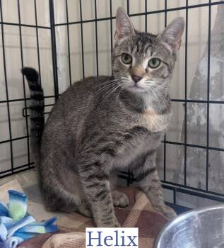 Helix -  Domestic Short Hair Cat for Adoption in Berkeley Springs, West Virginia - Helix | PetCurious