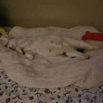 Domestic Short Hair Cats Available for Adoption - Luna (Mom) | PetCurious