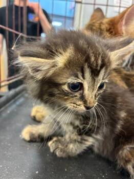 A137078 -  Domestic Medium Hair Cat for Adoption in Palmetto, Florida - A137078 | PetCurious