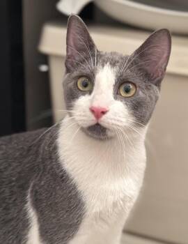 Rescue Domestic Short Hair and Tuxedo Cats for Adoption in New York, New York - Carrie | PetCurious