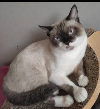 Rescue Snowshoe Cats for Adoption in Snow Hill, Maryland - Tobby | PetCurious