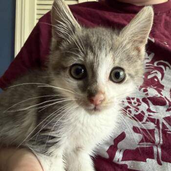 Oliver -  Domestic Short Hair Cat for Adoption in La Grange, Kentucky - Oliver | PetCurious