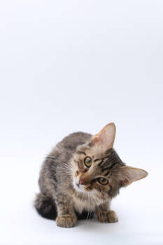 Rescue Domestic Short Hair Cats for Adoption in Morton Grove, Illinois - Amaretto | PetCurious