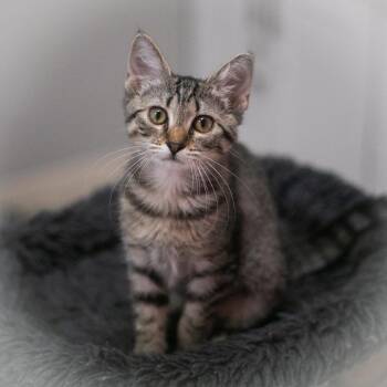 Korra -  Domestic Short Hair Cat for Adoption in St. Augustine, Florida - Korra | PetCurious