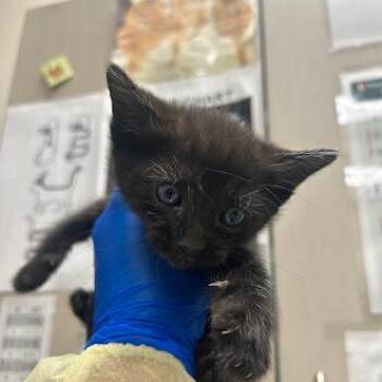 Domestic Short Hair Cats Available for Adoption in Las Vegas, Nevada - STEPHEN | PetCurious