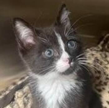 Rescue Domestic Short Hair Cats for Adoption in Sterling, Virginia - Huckleberry | PetCurious