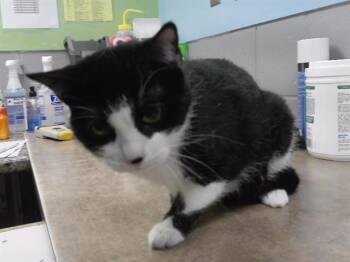 STAPLER -  Domestic Short Hair Cat for Adoption in Omaha, Nebraska - STAPLER | PetCurious