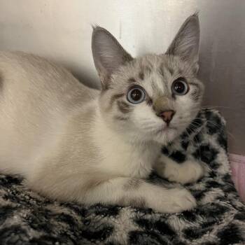 Millie -  Domestic Short Hair Cat for Adoption in Sonoma, California - Millie | PetCurious