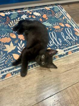 Rescue Domestic Short Hair Cats for Adoption in Columbus, Ohio - Wednesday | PetCurious
