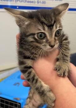 Nebulas -  Domestic Short Hair Cat for Adoption in Shreveport, Louisiana - Nebulas | PetCurious