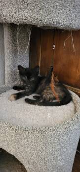 Lady -  Tortoiseshell and Extra Toes Cat Hemingway Polydactyl Cat Available for Adoption in Gilbert, Arizona - Lady | PetCurious