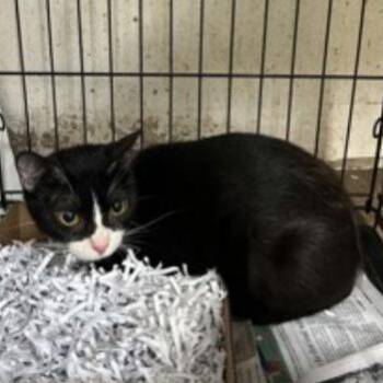 Domestic Short Hair Cats Available for Adoption - Ke$ha | PetCurious