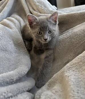 Dennis -  Domestic Short Hair Cat for Adoption in Nashville, Tennessee - Dennis | PetCurious