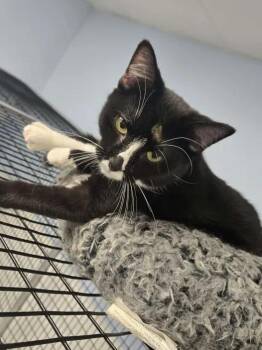 Rescue Domestic Short Hair Cats for Adoption in Mount Pleasant, Iowa - Mary | PetCurious
