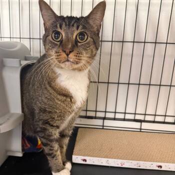 Domestic Short Hair Cats Available for Adoption - Arizona | PetCurious