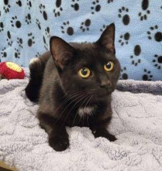 Domestic Short Hair Cats Available for Adoption in Bucyrus, Ohio - Micki | PetCurious