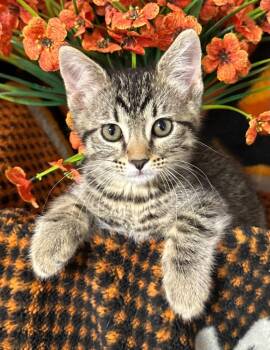 4/5/26 Easter Egg -  Domestic Short Hair Cat Available for Adoption in Stillwater, Oklahoma - 4/5/26 Easter Egg | PetCurious