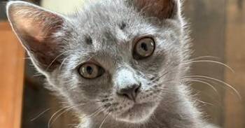 Mojito -  Domestic Short Hair Cat for Adoption in Lake Wylie, South Carolina - Mojito | PetCurious