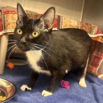 Dr. Spaghetti -  Domestic Short Hair Cat for Adoption in Fort Wayne, Indiana - Dr. Spaghetti | PetCurious