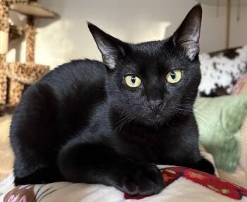 Rashford aka Sonny -  Domestic Short Hair Cat for Adoption in North Highlands, California - Rashford Aka Sonny | PetCurious