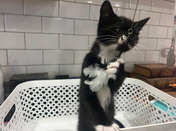 Blackjax (FCID# 06/30/2026 - 3) KDC -  Tuxedo Cat for Adoption in Greenville, Delaware - Blackjax (FCID# 06/30/2026 - 3) KDC | PetCurious