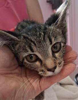 Uma -  Domestic Short Hair Cat for Adoption in Lafayette, Indiana - Uma | PetCurious