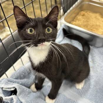 Mr. Mime -  Domestic Short Hair Cat for Adoption in Los Angeles, California - Mr. Mime | PetCurious
