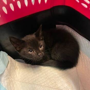 Chantico -  Domestic Short Hair Cat for Adoption in Los Angeles, California - Chantico | PetCurious