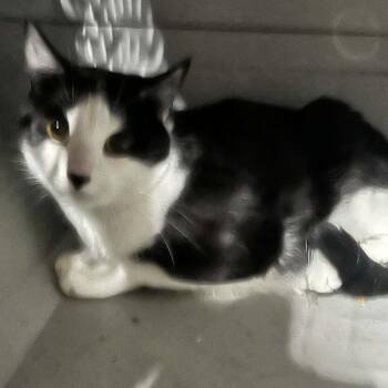 Sylvia -  Domestic Short Hair Cat for Adoption in Sioux Falls, South Dakota - Sylvia | PetCurious