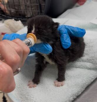Bishop -  Domestic Medium Hair Cat Available for Adoption in Grants Pass, Oregon - Bishop | PetCurious