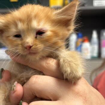 Lorax -  Domestic Long Hair Cat for Adoption in Monroe, Michigan - Lorax | PetCurious