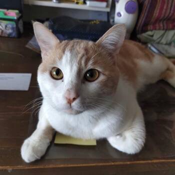 Domestic Short Hair Cats Available for Adoption - Goose | PetCurious