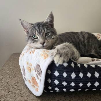 Sven -  Domestic Short Hair Cat for Adoption in West Branch, Michigan - Sven | PetCurious