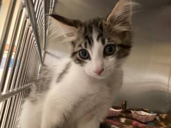 WILBUR -  Domestic Short Hair Cat for Adoption in Tustin, California - WILBUR | PetCurious