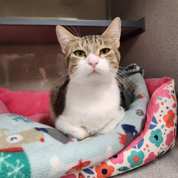 Squash -  Domestic Short Hair Cat for Adoption in Colorado Springs, Colorado - Squash | PetCurious