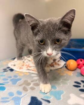 Gilbert -  Domestic Short Hair Cat for Adoption in Blountville, Tennessee - Gilbert | PetCurious