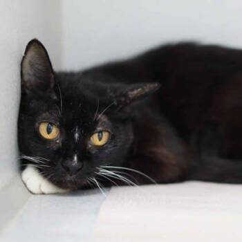 Bobbie Jo -  Domestic Short Hair Cat for Adoption in Atlanta, Georgia - Bobbie Jo | PetCurious