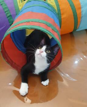 Tuxedo Cats Available for Adoption - Nova - 5 Months | PetCurious