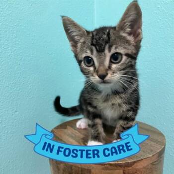 Domestic Short Hair Cats Available for Adoption in Tallahassee, Florida - PLUTO | PetCurious