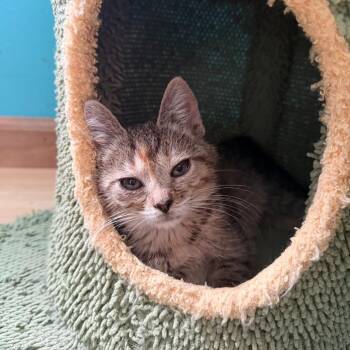 Iris -  Domestic Short Hair Cat for Adoption in State College, Pennsylvania - Iris | PetCurious